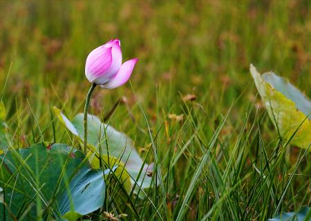 Pink Water Lily Flower