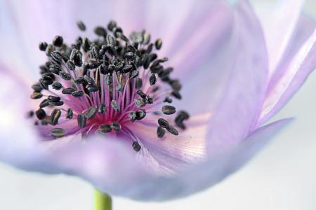 Pink Whit and Black Flower