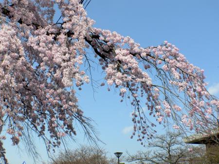 Pink white cherry blossom branch