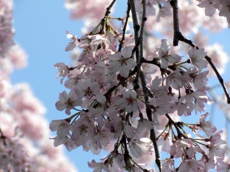 Pink white cherry blossom flowers