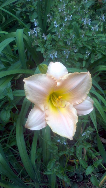 Pink yellow lily
