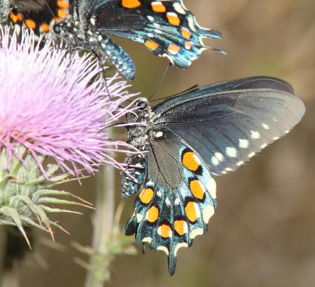 PIPEVINE SWALLOWTAIL (Battus philenor) (4-5-11) pena blanca lake, scc, az - 06