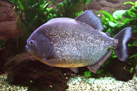 Piranha in the River