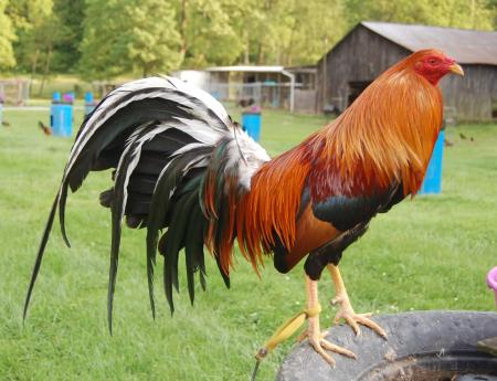 Pit Fighter Cock