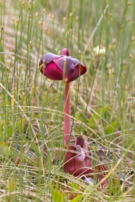 Pitcher Plant