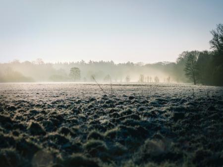 Plane With Grasses and and Bushes