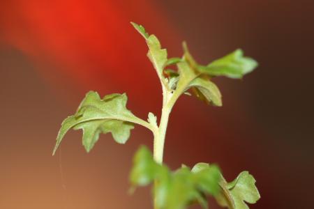 Plant closeup