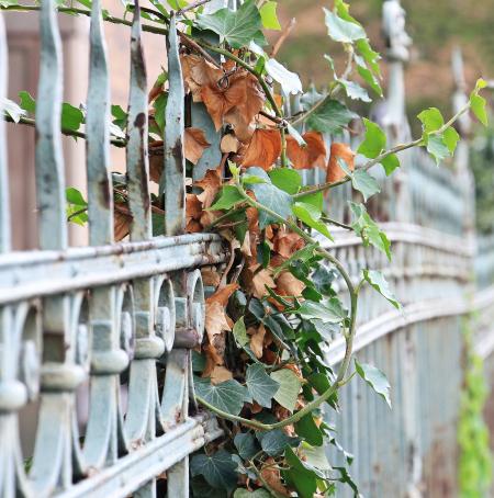 Plant on the Fence