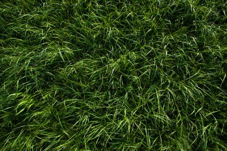 Green grass texture