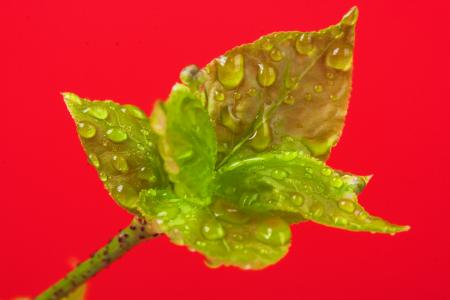 plant with water drops on