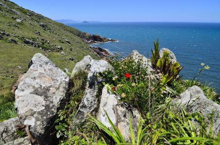 Plantas y piedras