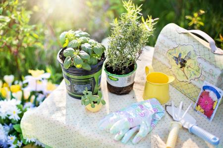 Planting in the Garden