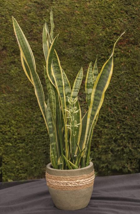 Snake Plant