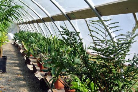 Plants in Greenhouse