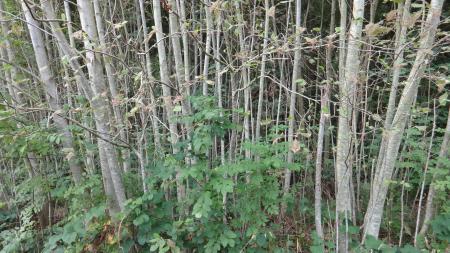 Plants in Southampton