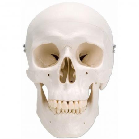 Plastic skull