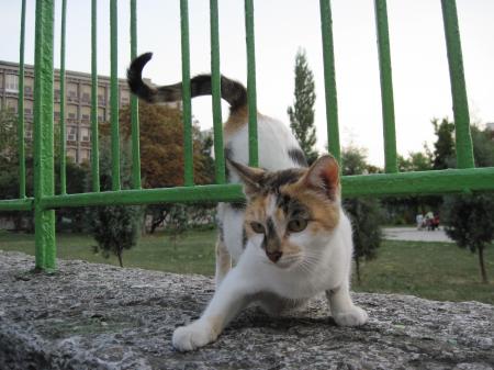 Playful street cat