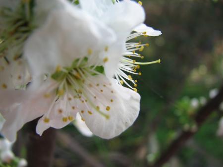 Plum flower blossom