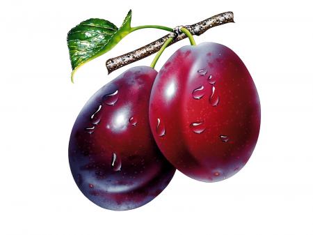 Plum Fruit