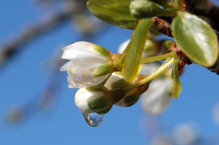 Plum Tree