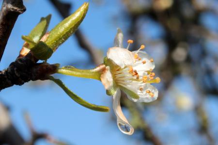 Plum Tree