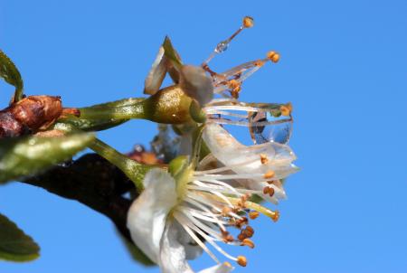 Plum Tree