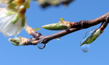 Plum Tree