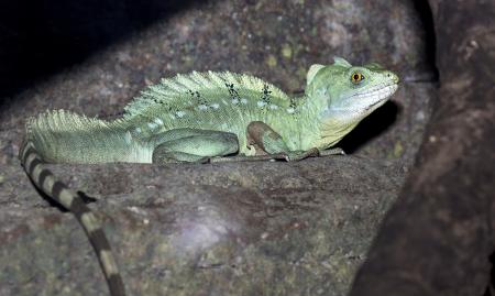 Plumed Basilisk