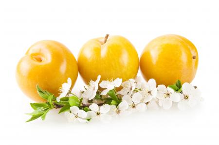Plums isolated on white background
