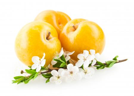 Plums isolated on white background