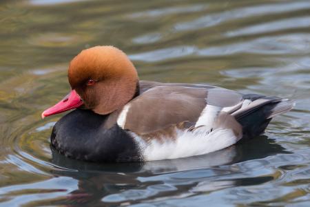 Pochard Duck