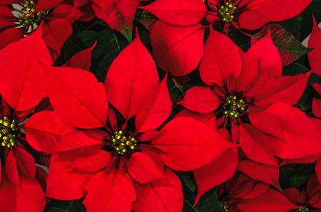 Poinsettia