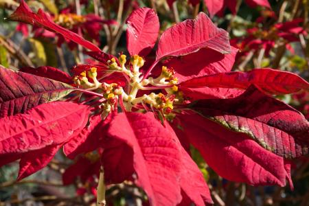 Poinsettia Closeup