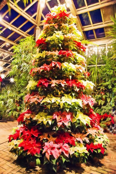 Poinsettia Tree