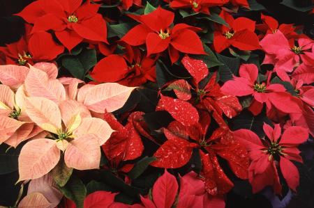 Poinsettias in the Garden