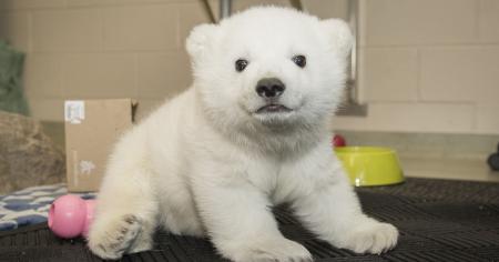 Polar Bear