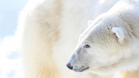 Polar Bear