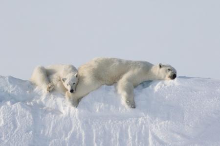 Polar Bears