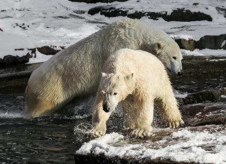 Polar Bear