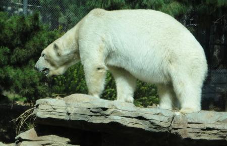 Polar Bear