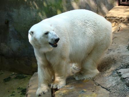 Polar Bear