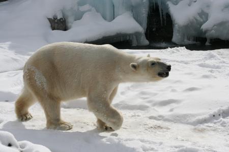 Polar Bear