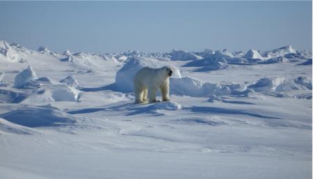 Polar Bear