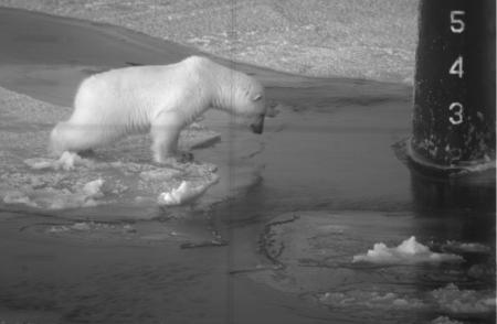 Polar Bear on Submarine