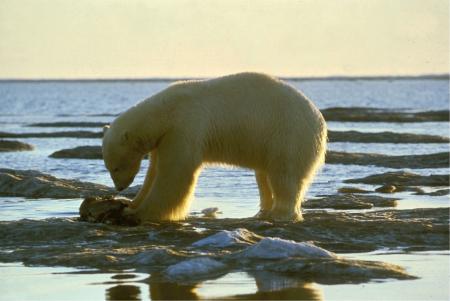 Polar Bear on the Shore