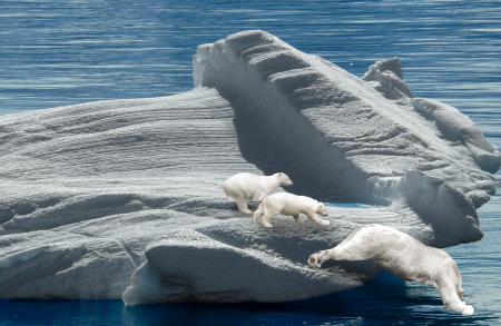 Polar Bears on the Iceberg