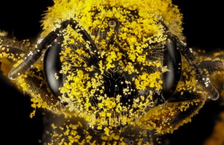 Pollination Through Microscope