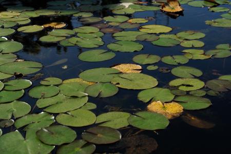 Pond with waterlillies