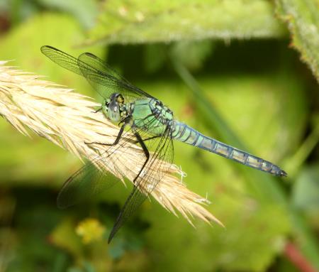 PONDHAWK, WESTERN (Erythemis collocata) (6-17-2014) 1 mile east of fork of salmon, siskiyou co, ca -01