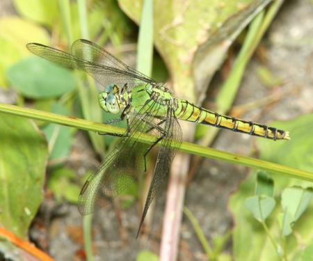 PONDHAWK, WESTERN (Erythemis collocata) (6-17-2014) 1 mile east of fork of salmon, siskiyou co, ca -04